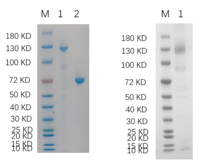 Reducing 4%-20% SDS-PAGE (CBB stained) and WB (Anti-His Mouse Monoclonal Antibody) analysis profiles of purified ITGA11.
1. ITGA11: 1 μg
2. BSA: 1 μg